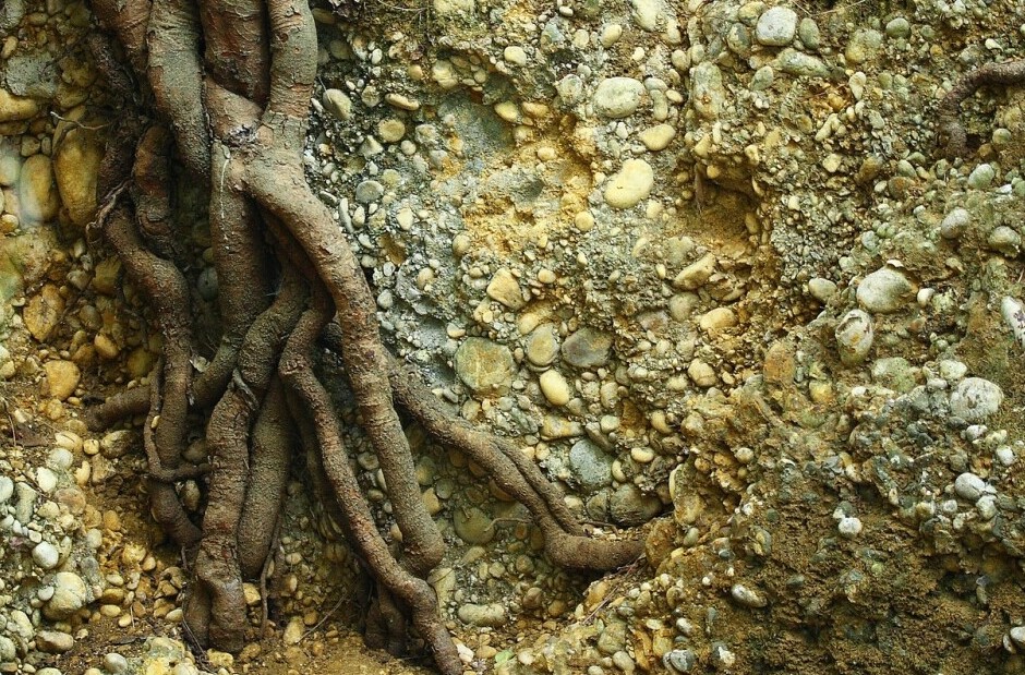 a close-up of a tree roots